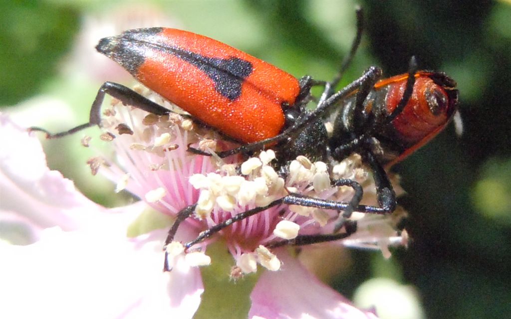 Stictoleptura cordigera accoppiamento